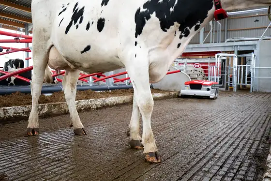 Una vacca in piedi sul solido pavimento della stalla, con un Lely Discovery Collector nella parte posteriore che pulisce il pavimento della stalla