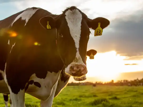 cow looking directly into camera on the right, sundown