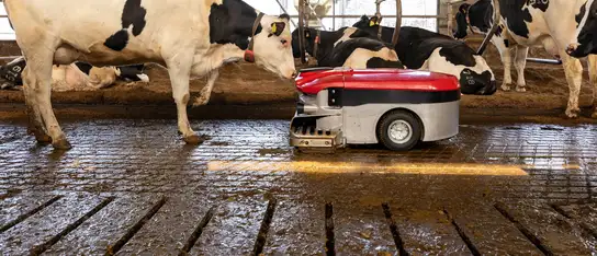 Il robot per l'asportazione di deiezioni Lely Discovery mentre pulisce il pavimento della stalla tra le vacche Holstein.