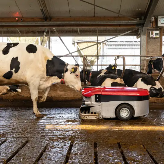Lely Discovery manure robot cleaning the floor of a dairy barn among Holstein cows.
