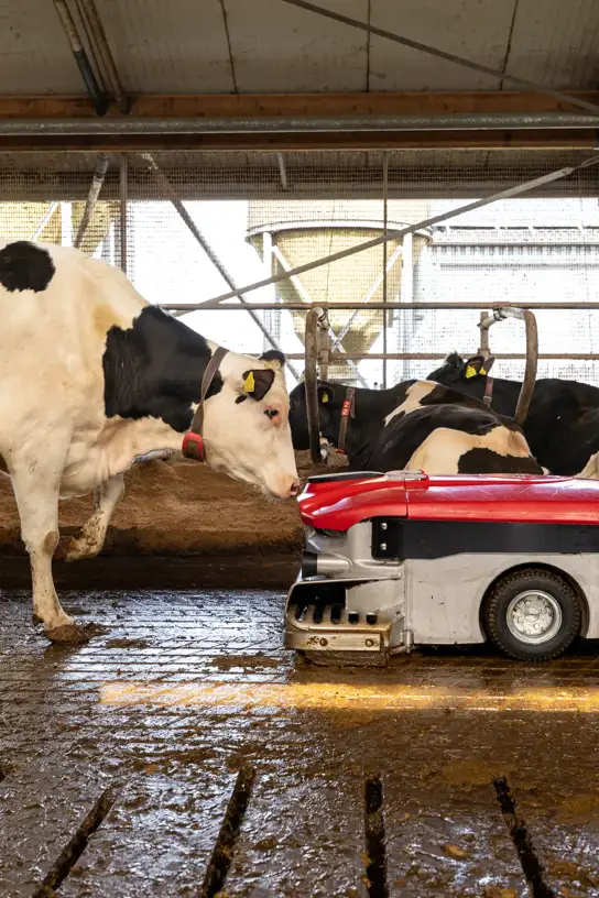Lely Discovery manure robot cleaning the floor of a dairy barn among Holstein cows.