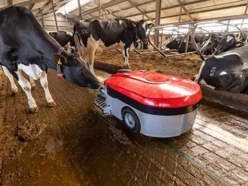 This is an alt text. Cow and robot