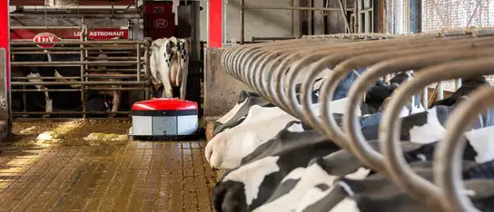 Una stalla con delle vacche sdraiate nelle loro cuccette. Una Discovery Collector C2 sta pulendo il pavimento della stalla in cemento. Sul fondo ci sono delle vacche che vengono munte da un robot di mungitura Lely Astronaut.