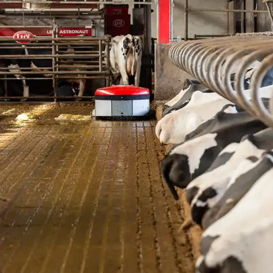 A barn with cows laying in their boxes. A Discovery Collector C2 is cleaning a solid barn floor. There are cows in the back being milked by a Lely Astronaut milking robot.