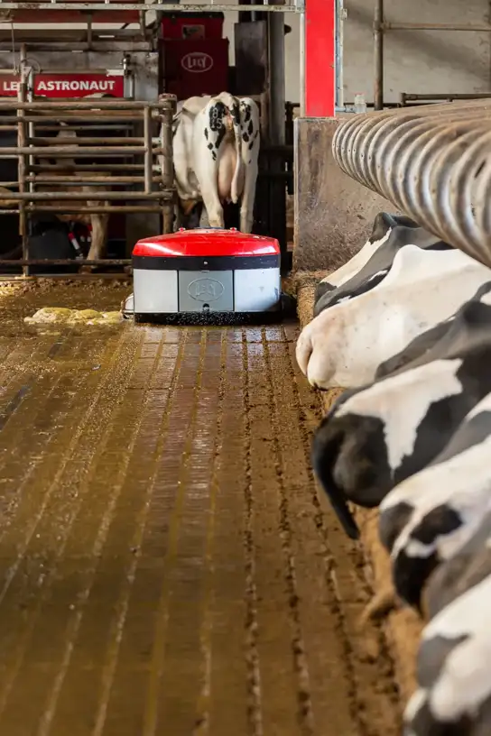 A barn with cows laying in their boxes. A Discovery Collector C2 is cleaning a solid barn floor. There are cows in the back being milked by a Lely Astronaut milking robot.