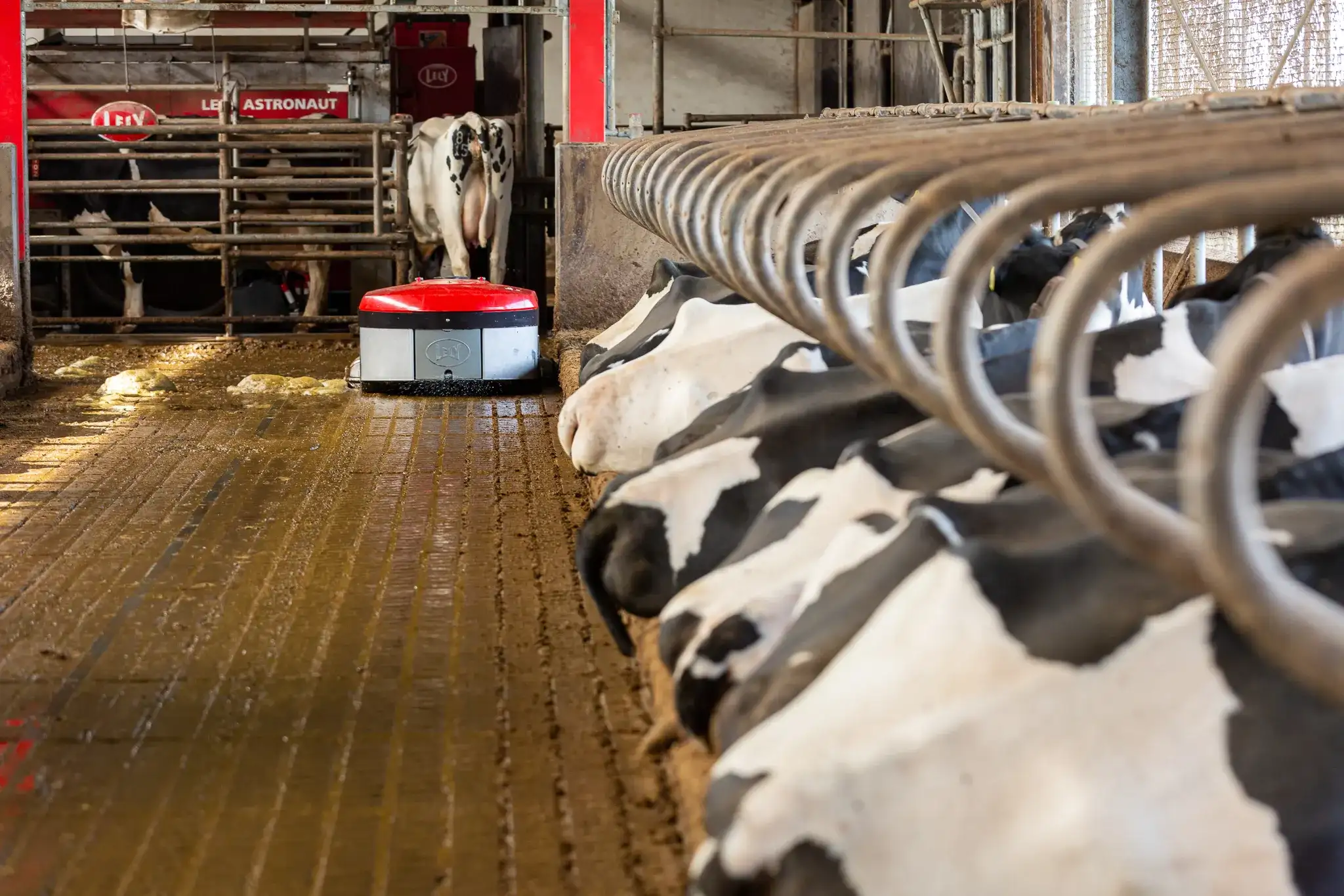 A barn with cows laying in their boxes. A Discovery Collector C2 is cleaning a solid barn floor. There are cows in the back being milked by a Lely Astronaut milking robot.