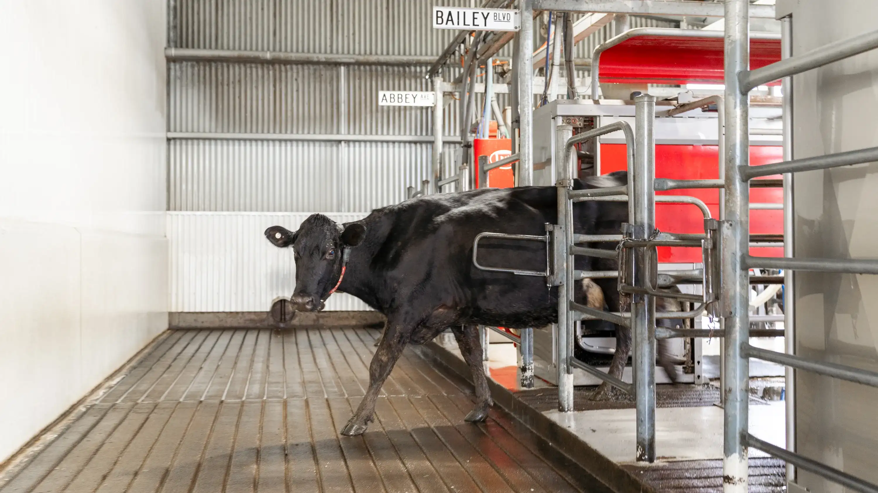 Cow walking out of the Lely Astronaut milking robot