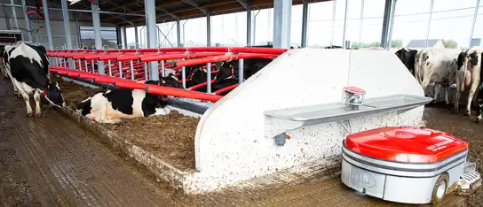 Il robot per l'asportazione di deiezioni Lely Discovery C1 pulisce il pavimento della stalla da latte accanto a vacche a riposo e in piedi.