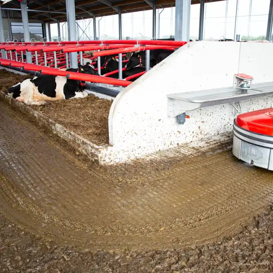 Lely Discovery C1 manure robot cleaning the floor of a dairy barn beside resting and standing cows.