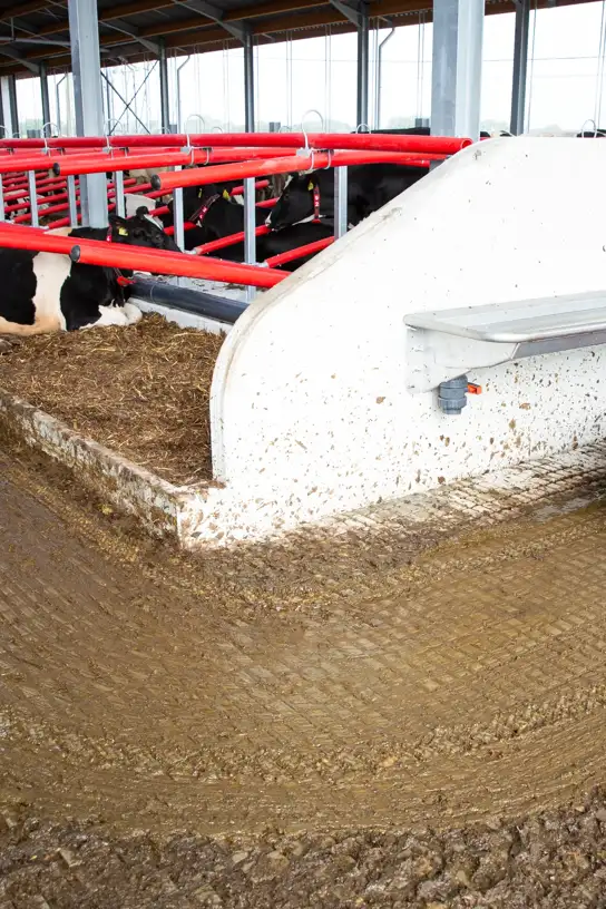 Lely Discovery C1 manure robot cleaning the floor of a dairy barn beside resting and standing cows.