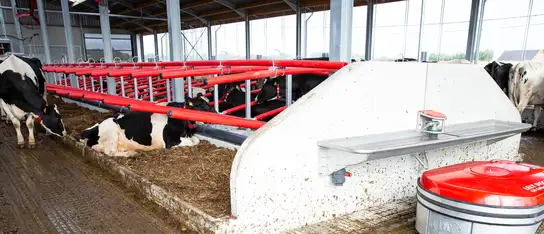 En Lely Discovery C1-gødningsrobot, der udfører rengøring af staldgulvet, mens køerne hviler og står op.