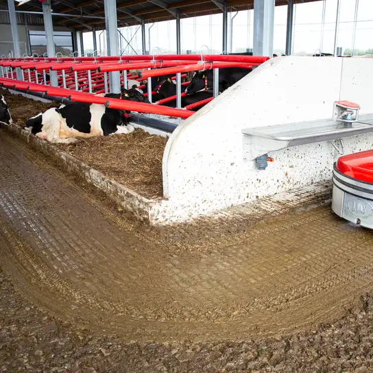 Lely Discovery C1 manure robot cleaning the floor of a dairy barn beside resting and standing cows.