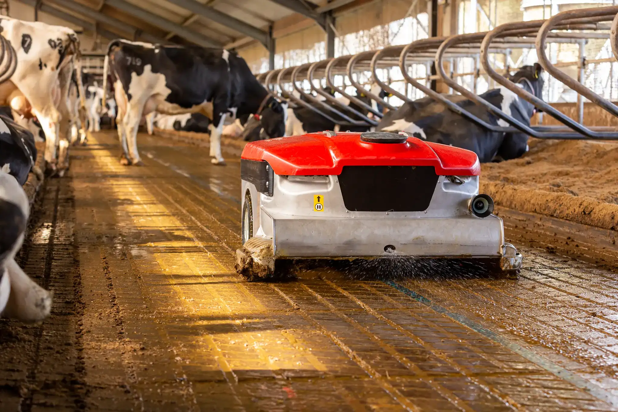 Automated manure cleaning robot cleaning the barn floor between dairy cows.