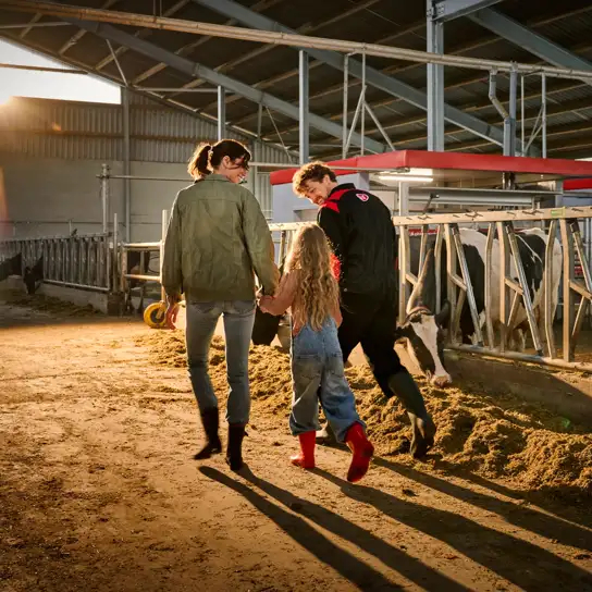 Three people walking through a dairy barn beside cows feeding at a barrier, with warm sunlight streaming in from the side.