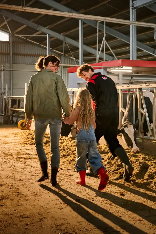 Three people walking through a dairy barn beside cows feeding at a barrier, with warm sunlight streaming in from the side.